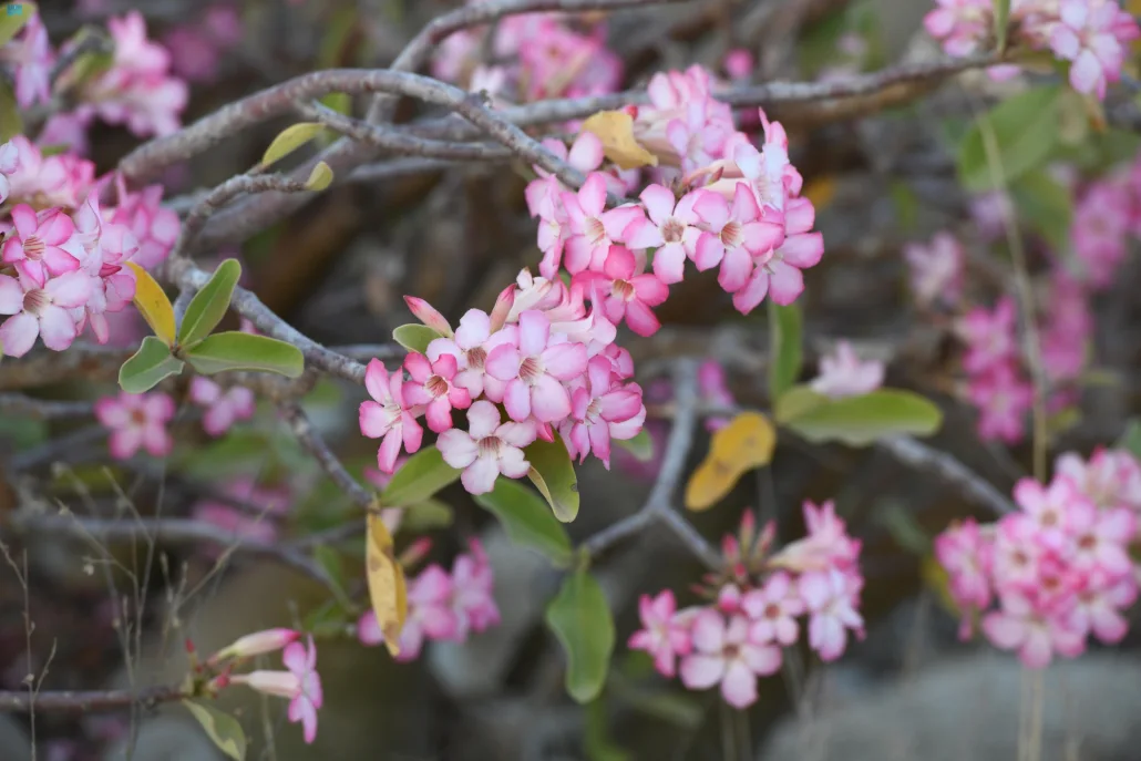 جبل شدا الأعلى والأسفل الأعلى ظاهرة طبيعية فريدة من نوعها