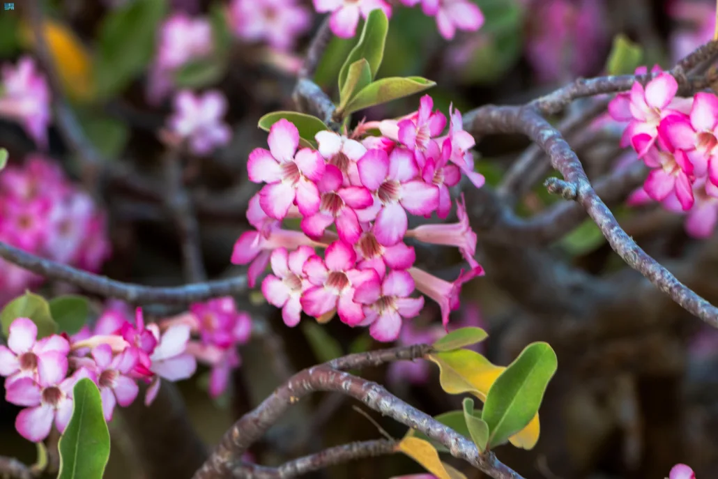 جبل شدا الأعلى والأسفل الأعلى ظاهرة طبيعية فريدة من نوعها