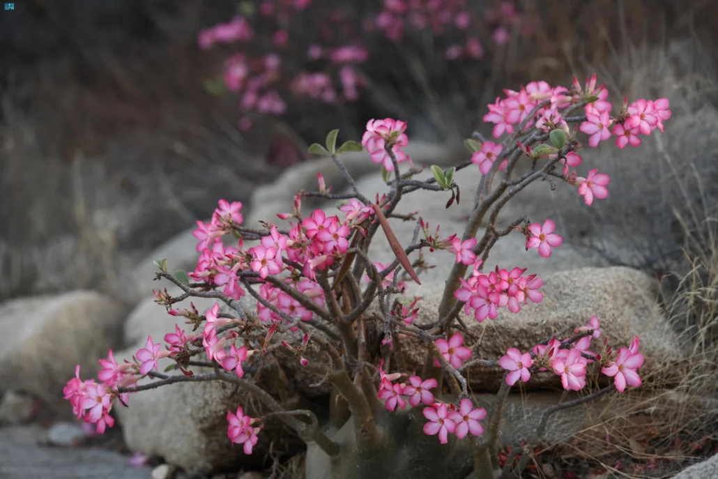 جبل شدا الأعلى والأسفل الأعلى ظاهرة طبيعية فريدة من نوعها