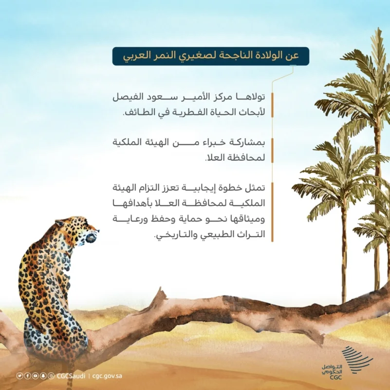 ولادة صغيرين جديدين من النمور العربية