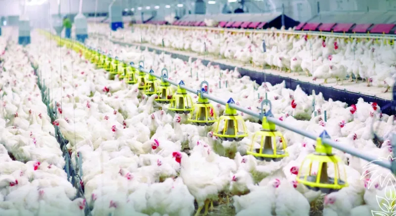 «الزراعي»: التقنية ترفع تمويل «الدجاج اللاحم» و«المحمية» إلى 70 %