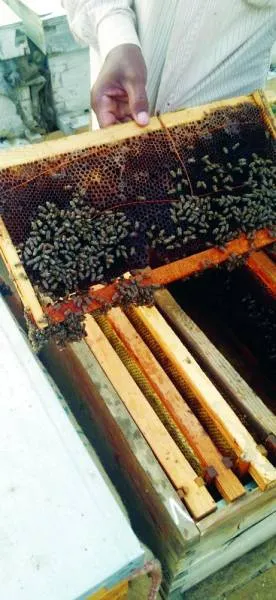 141 ألف منحلة تنتج أشهر أنواع العسل بجازان