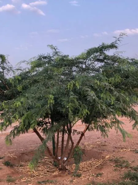 الموسكيت.. "الشجرة الحمقاء" تنتشر بمنتزه الملك عبدالعزيز التاريخي بعشيرة