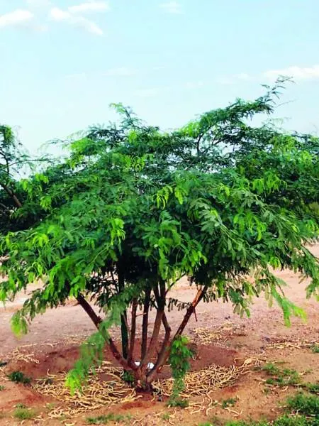 "الشجرة الحمقاء" تنتشر في المنتزه التاريخي بعشيرة