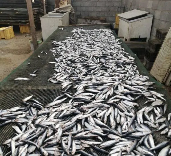 أمانة جدة : إطلاق مبادرة تحسين المشهد البصري وإتلاف 1500ك من الأسماك الفاسدة
