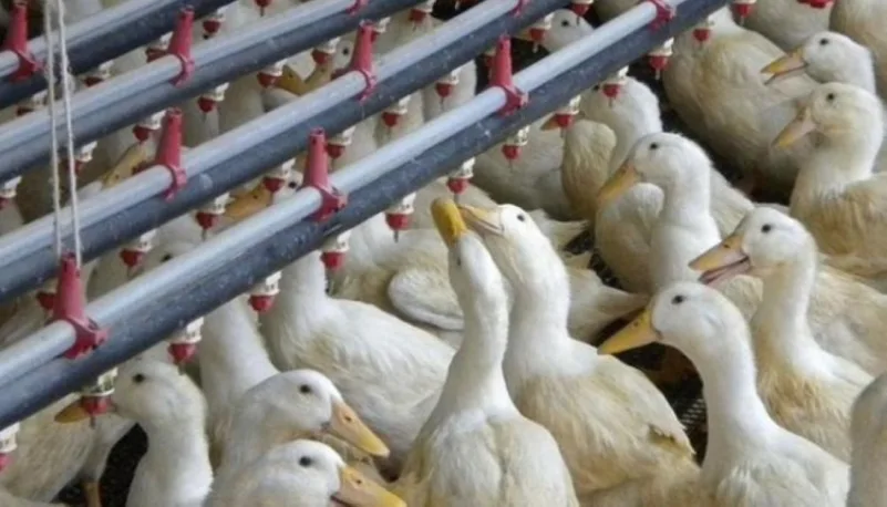 توسع انتشار انفلونزا الطيور في فرنسا.. وإعدام "مئات الآلاف" من البط