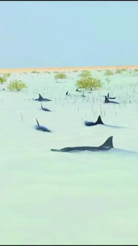 إنقاذ 40 دلفينا في "رأس الشبعان"  بعد نفوق 7 منها