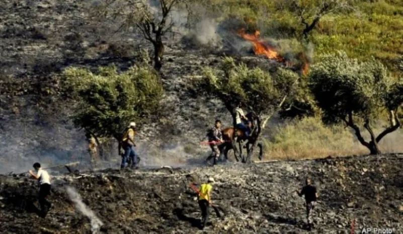 مستوطنون يهود يحرقون أشجار الزيتون ببيت لحم