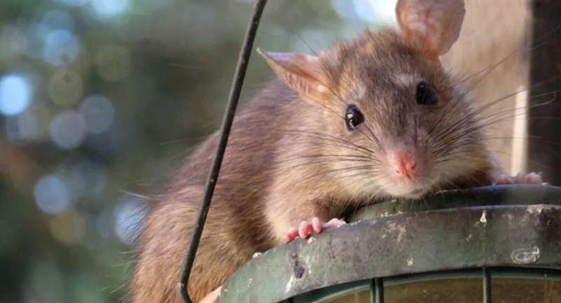 بعد الكوارث المناخية... فئران تغزو أستراليا