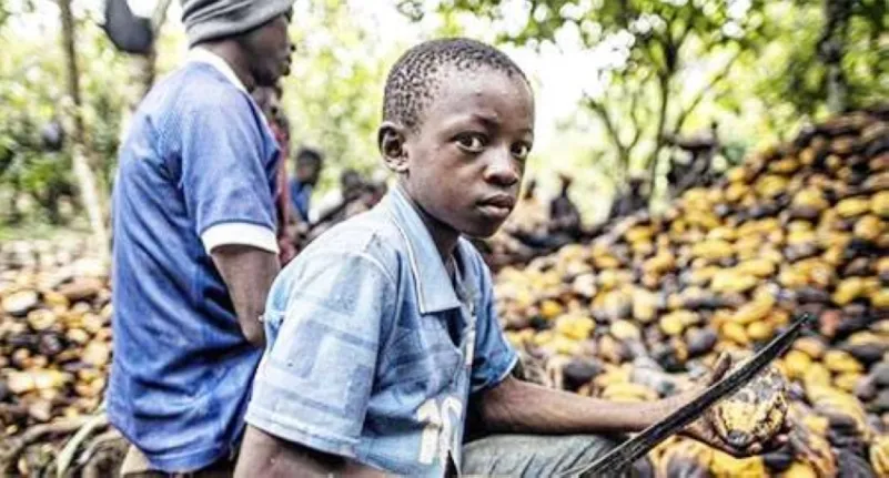ساحل العاج - غانا.. تعاون في الكاكاو ومكافحة عمال الأطفال