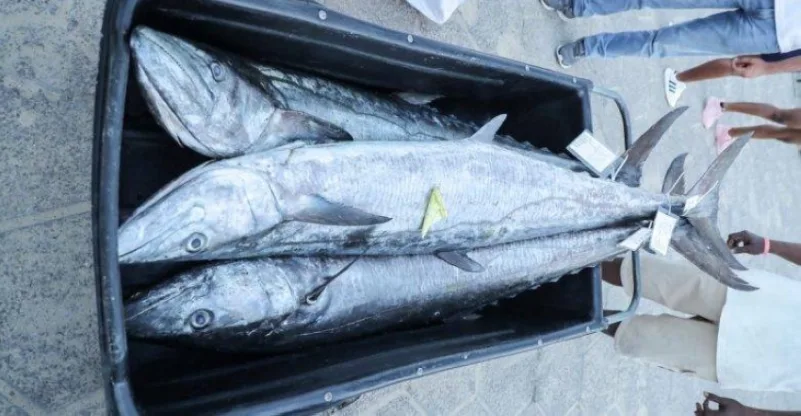 البيئة : الأحد المقبل .. حظر صيد أسماك "الكنعد" لمدة شهرين