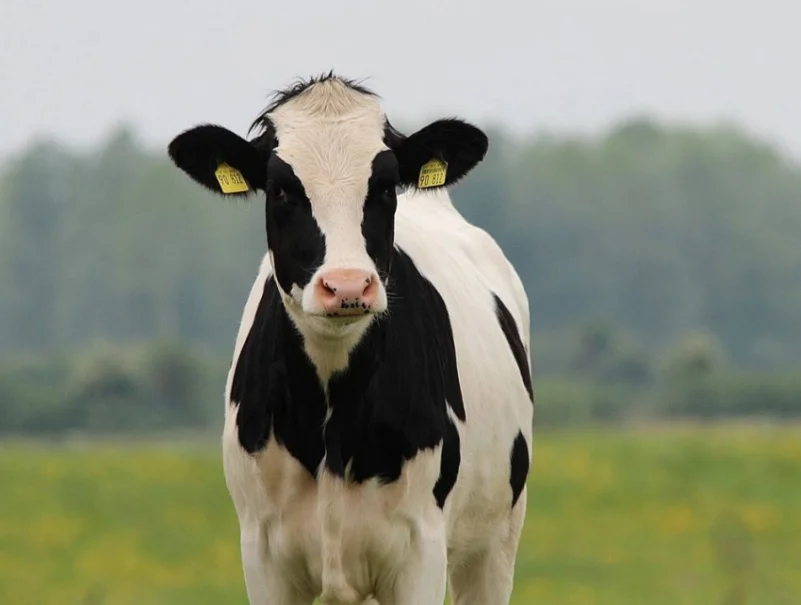 البرازيل تُعلق صادرات لحوم البقر إلى الصين بعد رصد حالات لمرض جنون البقر