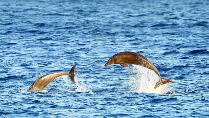 «الدلفين» صديق الإنسان يثير قلق الصيادين
