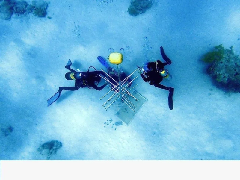 مبادرة كاوست لإحياء الشعاب المرجانية ترصد تكاثر الشعاب المرجانية في جزيرة شوشة في نيوم