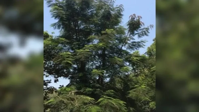 شجرة نادرة في حديقة حيوان تعالج من السكَّري