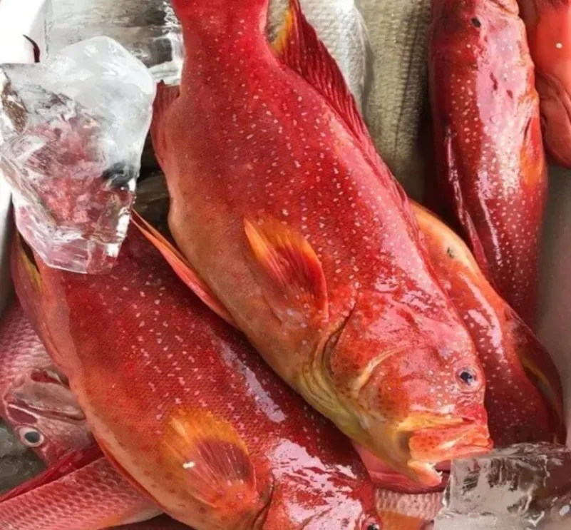 بيئة جدة"  تضبط مخالفات صيد أسماك «ناجل» محظور صيدها في التوقيت الحالي