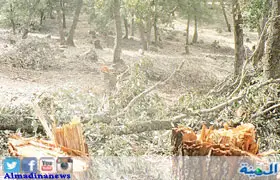 «الاحتطاب» وإشعال النار خطر يهدد غابات الجنوب