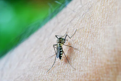 Clean up drive vs dengue, isagawa dapat ng LGUs--DOH
