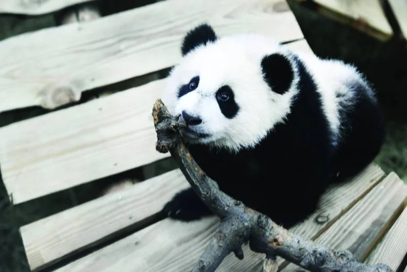 In this file photo taken on November 19, 2020, giant panda Fan Xing reacts in its indoor enclosure at Ouwehands Zoo in Rhenen. The panda has surprised everyone at a Dutch zoo by turning out to be a female and not a male, as was established when the young male was sexed in 2020.