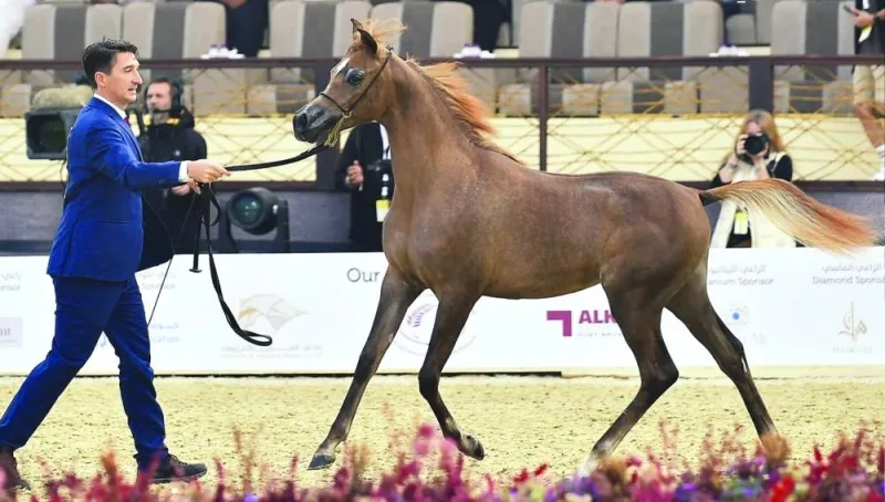 Zaina Al Wajba (Al Wajba Stud), which won the first place in the Yearling Fillies Section A, Class 1A category.