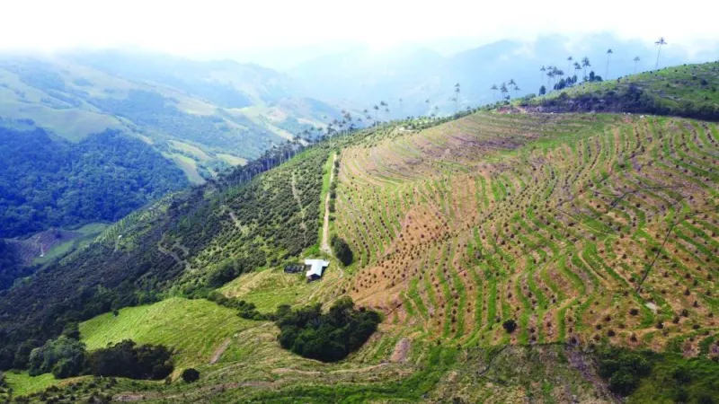 Aerial view showing avocado plantations and Palma de Cera palm trees, Quindio wax palm (Ceroxylon quindiuense), Colombia’s national tree, which is threatened by avocado crops, in Pijao, Quindío Department, Colombia, taken on Wednesday. (AFP)