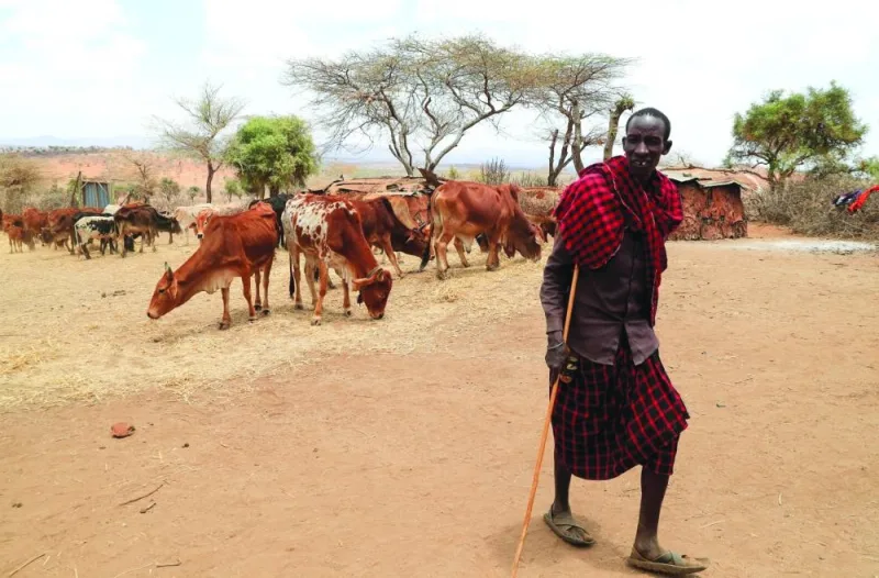 A man from the Maasai pastoralist community affected by the worsening drought due to the failed rainy season, walks past his emaciated cattle during a dried-hay feeding programme at their manyatta (traditional homestead) near Ilbisil settlement of Kajiado, Kenya.