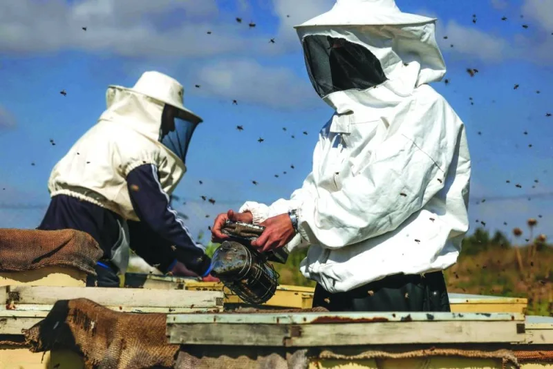 
Palestinian beekeeper Miassar Khoudair (right), 29, and her work partner, use a bee smoker as they check beehives at the apiary, east of the Jabalia camp in the northern Gaza strip. 