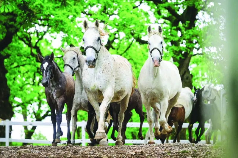 
Lipizzan horses run as they are put out to meadows for pasture in Lipica, Slovenia. (AFP) 