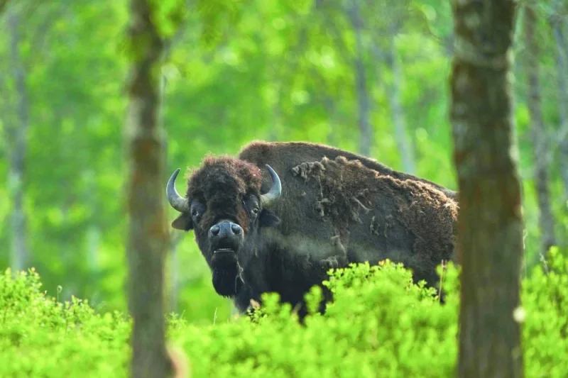 
A male bison roams through Elk Island National Park near Edmonton, in Canada’s Alberta province. 