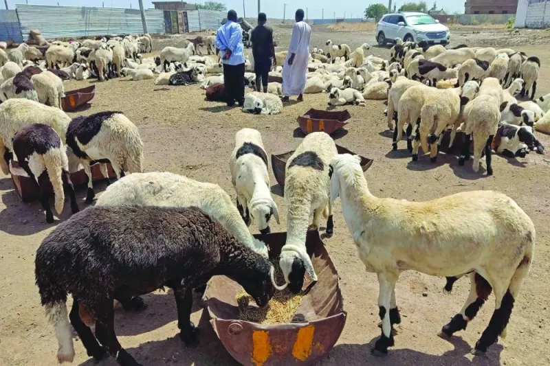 Sheep eat at a livestock market in Sudan’s eastern Gedaref region ahead of Eid al-Adha, on Tuesday.