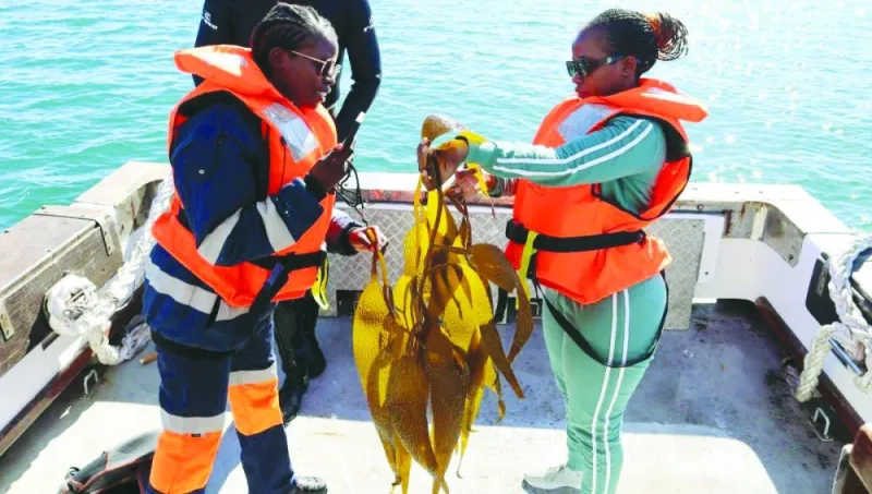 
Giant kelp grown in one of Kelp Blue’s experimental kelp forests in Shearwater Bay in Luderitz, Namibia. (Thomson Reuters Foundation) 