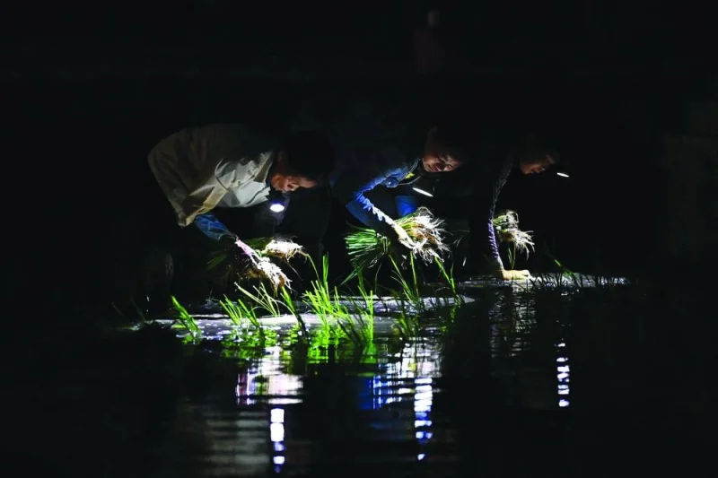 
Farmers plant rice on a paddy field at night-time in Hanoi. For countless farmers in north and central Vietnam, planting in the dark has become a saviour during increasingly hot summers. 