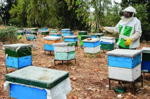 Sweet success: Jordan's beekeepers busy as honey demand soars