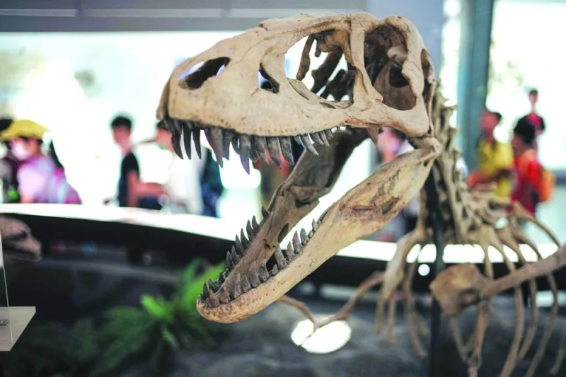 
A replica of a dinosaur’s skeletal fossil is seen on display during the Paleontology Exhibition at the National Taiwan Museum in Taipei. (AFP) 