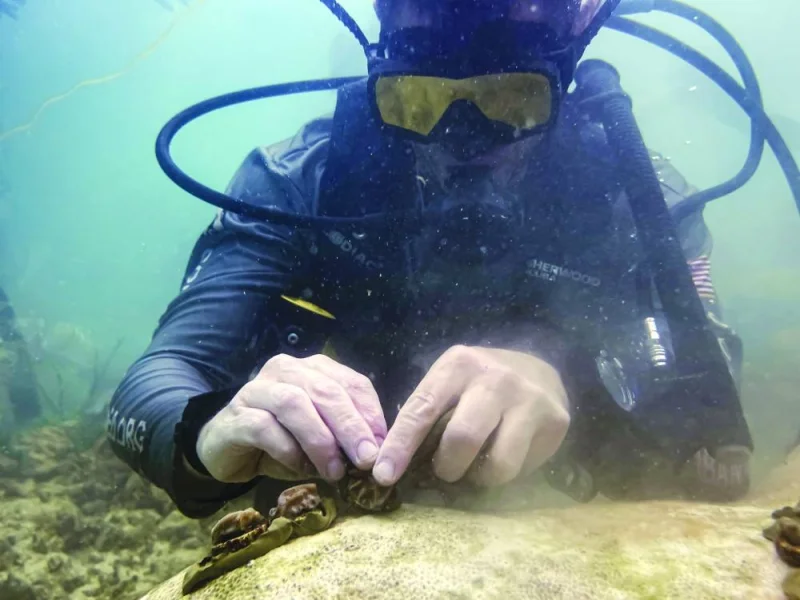 
A US Army veteran plants micro-fragments of coral of the same genotype on a reef, in order for it to fuse and become a colony, off the coast of Key West, Florida. 