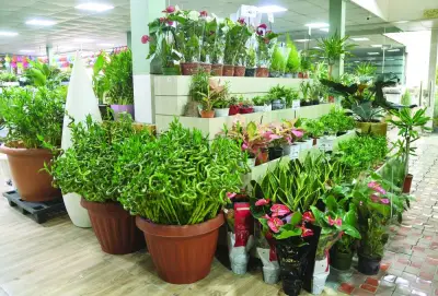 Plant nurseries and landscaping companies in Qatar demonstrate resilience despite the sweltering temperatures by maintaining “business as usual” operations, showcasing a wide range of indoor and outdoor plant species for customers to choose. PICTURE: Shaji Kayamkulam