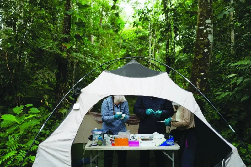 
Scientists work in a makeshift medical clinic, in a camping tent, while researching for signs of mercury contamination in animals at the Los Amigos Biological Station, in Los Amigos, in the Madre de Dios region, Peru in May this year. (Reuters) 