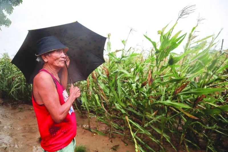 A man braves heavy showers and winds while inspecting his corn farm as Typhoon Saola brushes past Ilagan City, Isabela province, north of Manila yesterday.