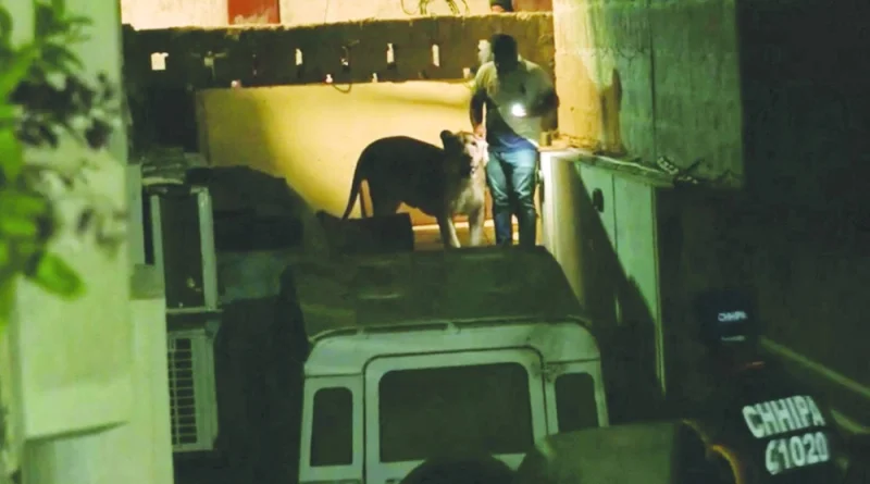 
A lion that escaped from a private vehicle amidst heavy traffic is captured in this video screengrab in Karachi yesterday. (Reuters) 