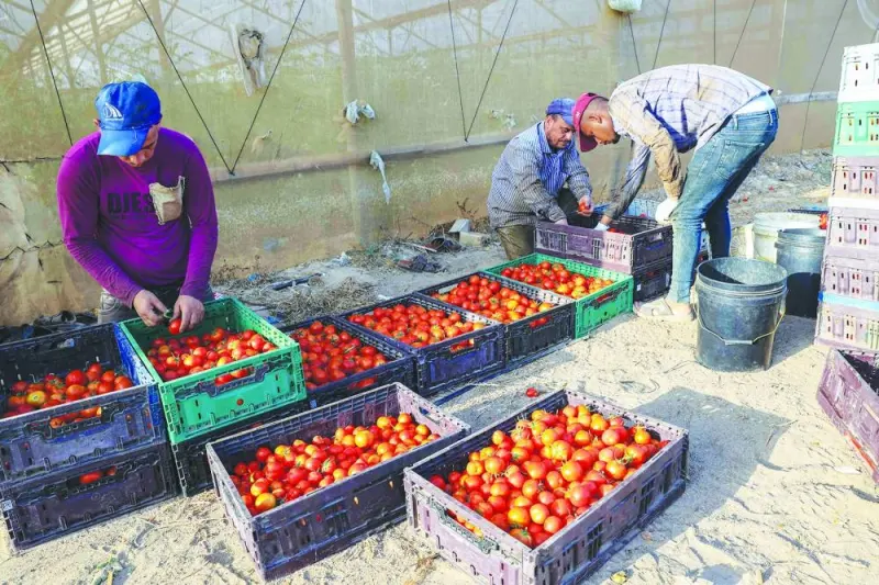 
Palestinian farmers pick tomatoes slated for export at a field in Rafah in the southern Gaza Strip, yesterday. 