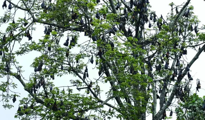 
Indian flying fox or fruit bats roost in a tree near the city of Thottilpalam, a few kilometres from Maruthonkara, where the recent Nipah outbreak happened, Kozhikode district in Kerala, India, yesterday. 