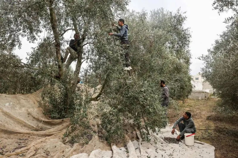 Palestinian pick up olives from trees in Juhr al-Dik in the central Gaza Strip, on Monday. AFP