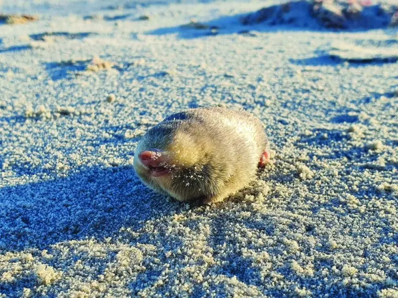 This handout photographed released yesterday by the Endangered Wildlife Trust shows De Winton's Golden Mole, a blind mole that lives beneath the sand and has sensitive hearing that can detect vibrations from movement above the surface. (AFP)