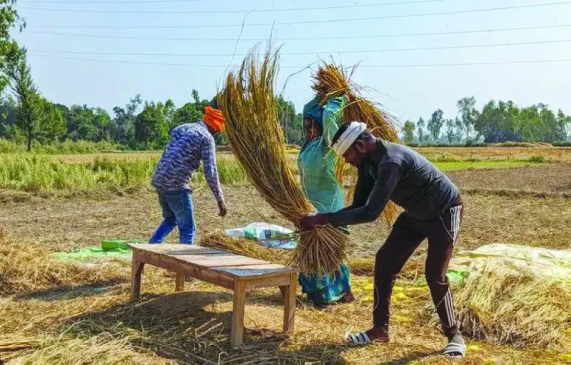 
Farmers harvest paddies in their field at Satrikh village, in the northern state of Uttar Pradesh, last month. (Reuters) 