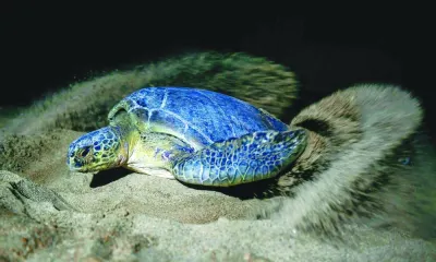 
A green turtle covers her eggs with sand on Sandspit beach in Karachi. (AFP) 