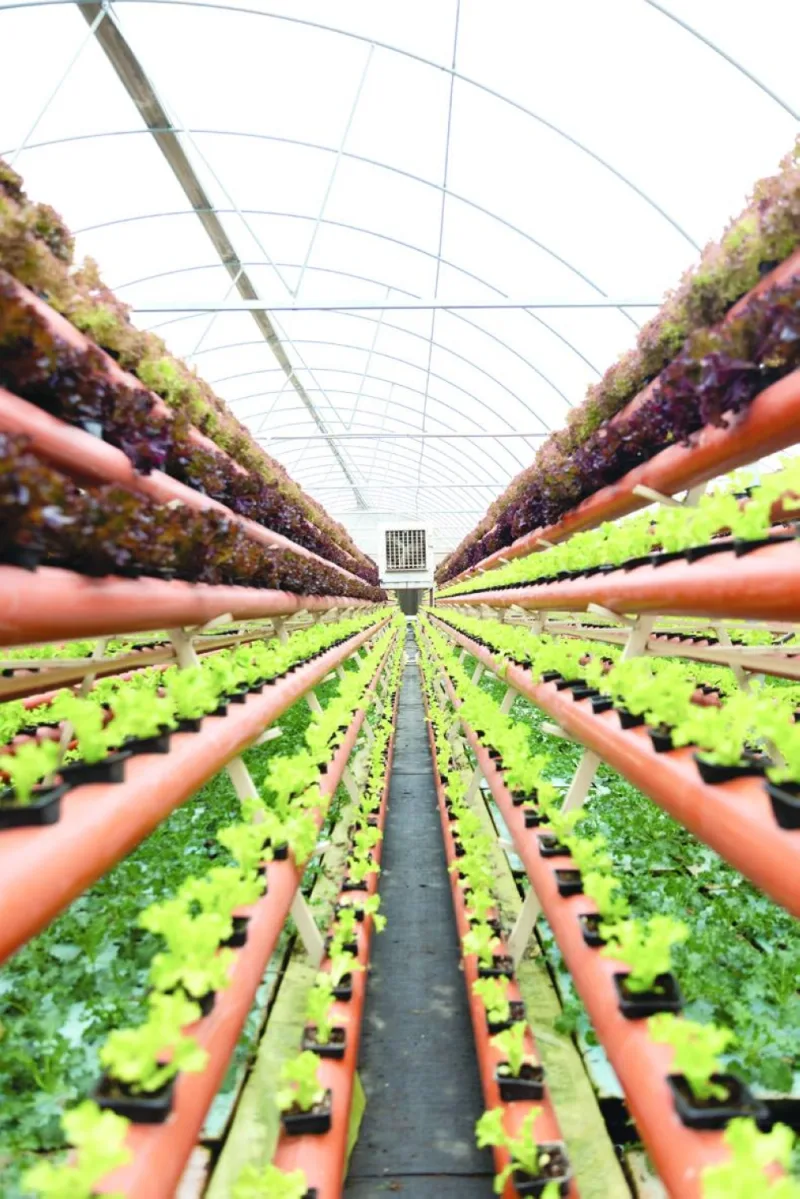 Alfardan Group’s Safwa - a hub for innovation and sustainability through hydroponic farming.