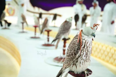 Participating falcons at the beauty contest 