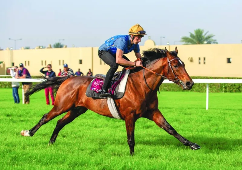 Al Shaqab Racing’s Al Ghadeer, which is bidding to land the golden Sword and be crowned with the Doha Triple Crown, takes part in the track works on Wednesday.