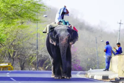 A mahout rides his elephant along a street on a hot summer day in Jaipur.