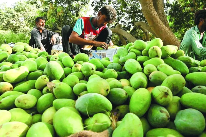 
In this photograph taken on May 28, farmers sort mangoes for export, in Tando Ghulam Ali in Pakistan’s Sindh province. 